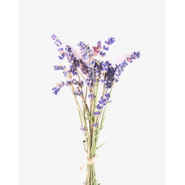 Lavendenöl-Bio 10 ml